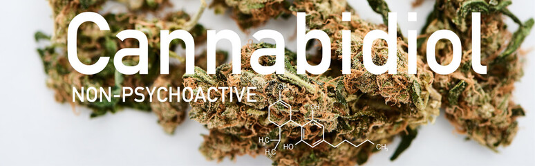 close up view of medical marijuana buds on white background with cannabidiol molecule illustration, panoramic shot