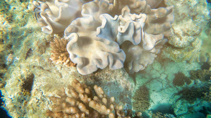 Amazing colors of underwater world