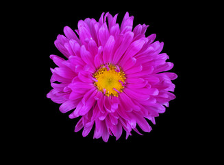 Flower on a black background. Closeup. Nature.