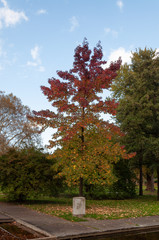 Naklejka premium Árbol con tonos de otoño