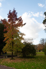 Árbol con tonos de otoño