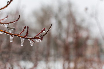 icicles on the branches. the cold snap after the rain