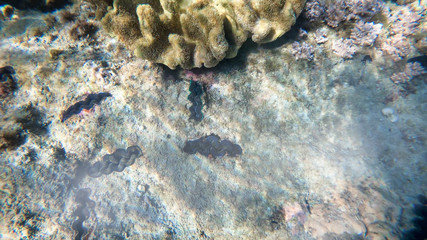 Amazing colors of underwater world