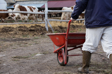 Farmer with whellbarrow in front of cows