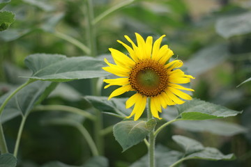 sunflower in garden