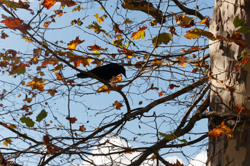P&aacute;jaro en ramas de &aacute;rbol oto&ntilde;al