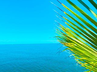 Palm tree branch against the view on beautiful sea. Summer sunny day, blue sky, water background