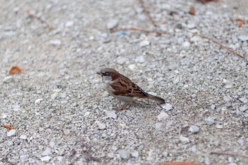 Gorri&oacute;n sobre suelo de piedras