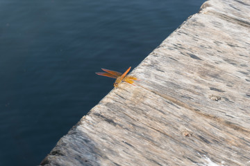 Amazing Flame Skimmer Orange Dragonfly Macro Photography. Beautiful Golden wing skimmer or darter...