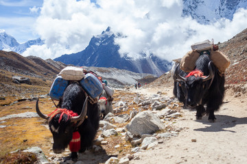 A yak on the everest base camp trek with mountains in the background, Sagarmatha national park,...