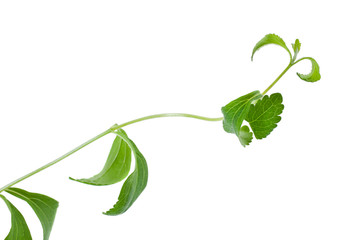 Stevia rebaudiana leaves isolated on white background
