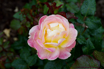Rose garden of Rundale palace
