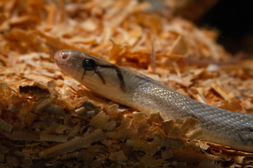 snake
