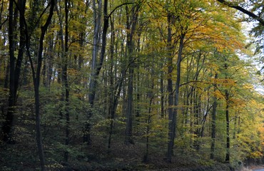 Fototapeta na wymiar forest landscape in autumn colors