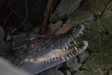 Crocodile