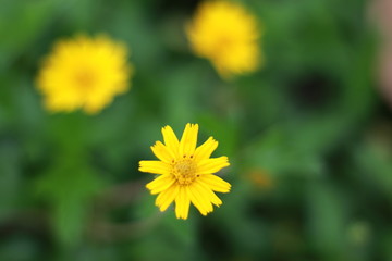 yellow flower on background of green grass