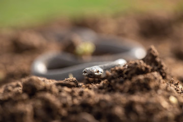 Natrix natrix, grass snake, Snake is crawling on the brown ground, green background