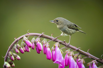 Diglossa plumbea, Slaty flowerpiercer The bird is perched on the flower in nice wildlife natural environment of Costa Rica..