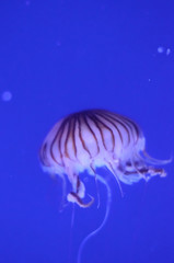 beautiful jellyfish in a large aquarium in the aquarium