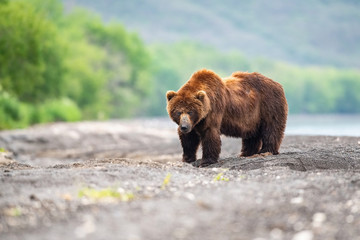 The Kamchatka brown bear, Ursus arctos beringianus catches salmons at Kuril Lake in Kamchatka, running in the water, action picture..