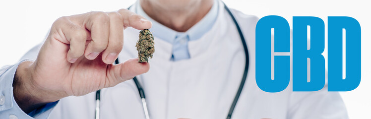 Obraz premium panoramic shot of doctor in white coat holding medical marijuana bud isolated on white with CBD word