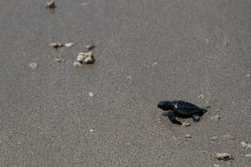 Baby Turtle at the Beach