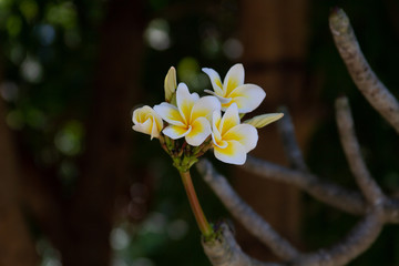 Indonesian Flowers