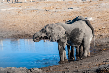 Two African Elephants -Loxodonta Africana- drinking from a waterhole. Etosha National Park, Namibia.