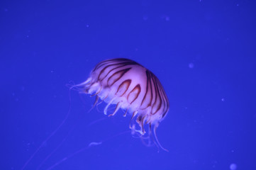 beautiful jellyfish in a large aquarium in the aquarium