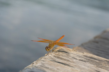 Amazing Flame Skimmer Orange Dragonfly Macro Photography. Beautiful Golden wing skimmer or darter or meadowhawks of the Libellulidae family.