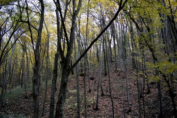 forest landscape in autumn colors