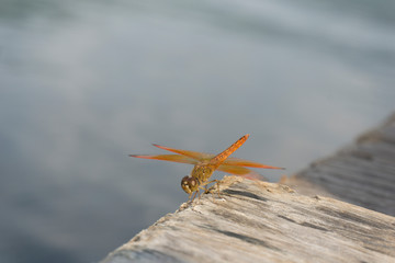 Amazing Flame Skimmer Orange Dragonfly Macro Photography. Beautiful Golden wing skimmer or darter...
