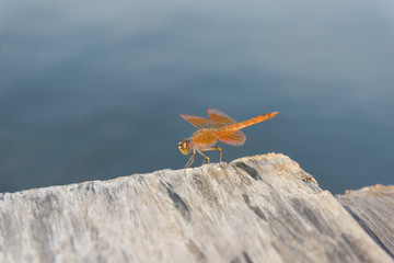 Amazing Flame Skimmer Orange Dragonfly Macro Photography. Beautiful Golden wing skimmer or darter or meadowhawks of the Libellulidae family.