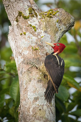 Campephilus guatemalensis, Pale-billed woodpecker The bird is perched on the tree trunk in nice wildlife natural environment of Costa Rica ..