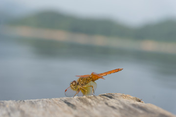 Amazing Flame Skimmer Orange Dragonfly Macro Photography. Beautiful Golden wing skimmer or darter or meadowhawks of the Libellulidae family.