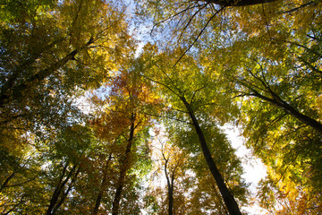Herbst, Wald, Naherholung, Natur im Wandel