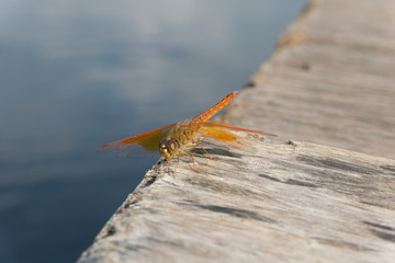 Amazing Flame Skimmer Orange Dragonfly Macro Photography. Beautiful Golden wing skimmer or darter...
