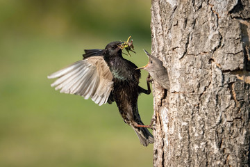 The Common Starling, Sturnus vulgaris is flying with some insect to feed its chick, the young bird is opening its beak to be feeded, pretty golden light, green background..