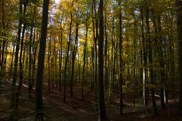 Obraz premium Herbst, Wald, Naherholung, Natur im Wandel