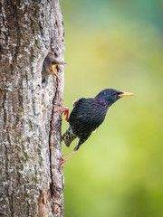 The Common Starling, Sturnus vulgaris is flying with some insect to feed its chick, the young bird is opening its beak to be feeded, pretty golden light, green background..