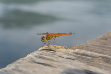 Amazing Flame Skimmer Orange Dragonfly Macro Photography. Beautiful Golden wing skimmer or darter or meadowhawks of the Libellulidae family.