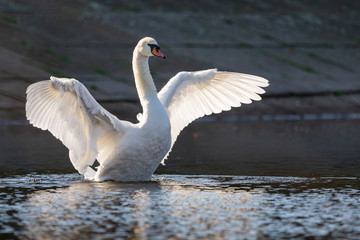 Swan on the lake