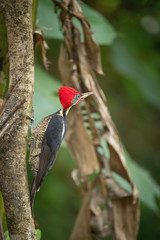 Dryocopus lineatus, Lineated woodpecker The bird is perched on the tree trunk in nice wildlife natural environment of Costa Rica ..