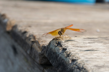 Amazing Flame Skimmer Orange Dragonfly Macro Photography. Beautiful Golden wing skimmer or darter or meadowhawks of the Libellulidae family.