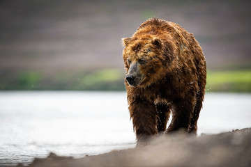 The Kamchatka brown bear, Ursus arctos beringianus catches salmons at Kuril Lake in Kamchatka, running in the water, action picture..