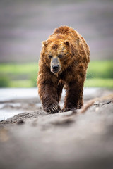 Fototapeta premium The&nbsp;Kamchatka&nbsp;brown&nbsp;bear, Ursus arctos beringianus catches salmons at Kuril Lake in Kamchatka, running in the water, action picture..