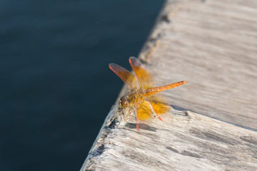Amazing Flame Skimmer Orange Dragonfly Macro Photography. Beautiful Golden wing skimmer or darter or meadowhawks of the Libellulidae family.