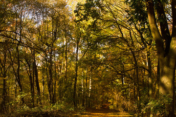 Herbst, Wald, Naherholung, Natur im Wandel