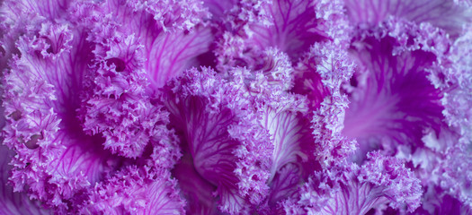 Decorative cabbage brassica oleracea acephala or kale - 302725203