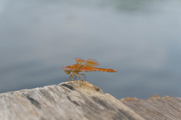 Amazing Flame Skimmer Orange Dragonfly Macro Photography. Beautiful Golden wing skimmer or darter or meadowhawks of the Libellulidae family.